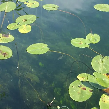 Nature View アパート *